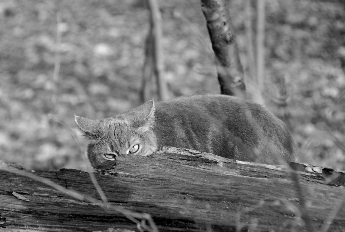 Skitty-3-crop1 B&W.jpg