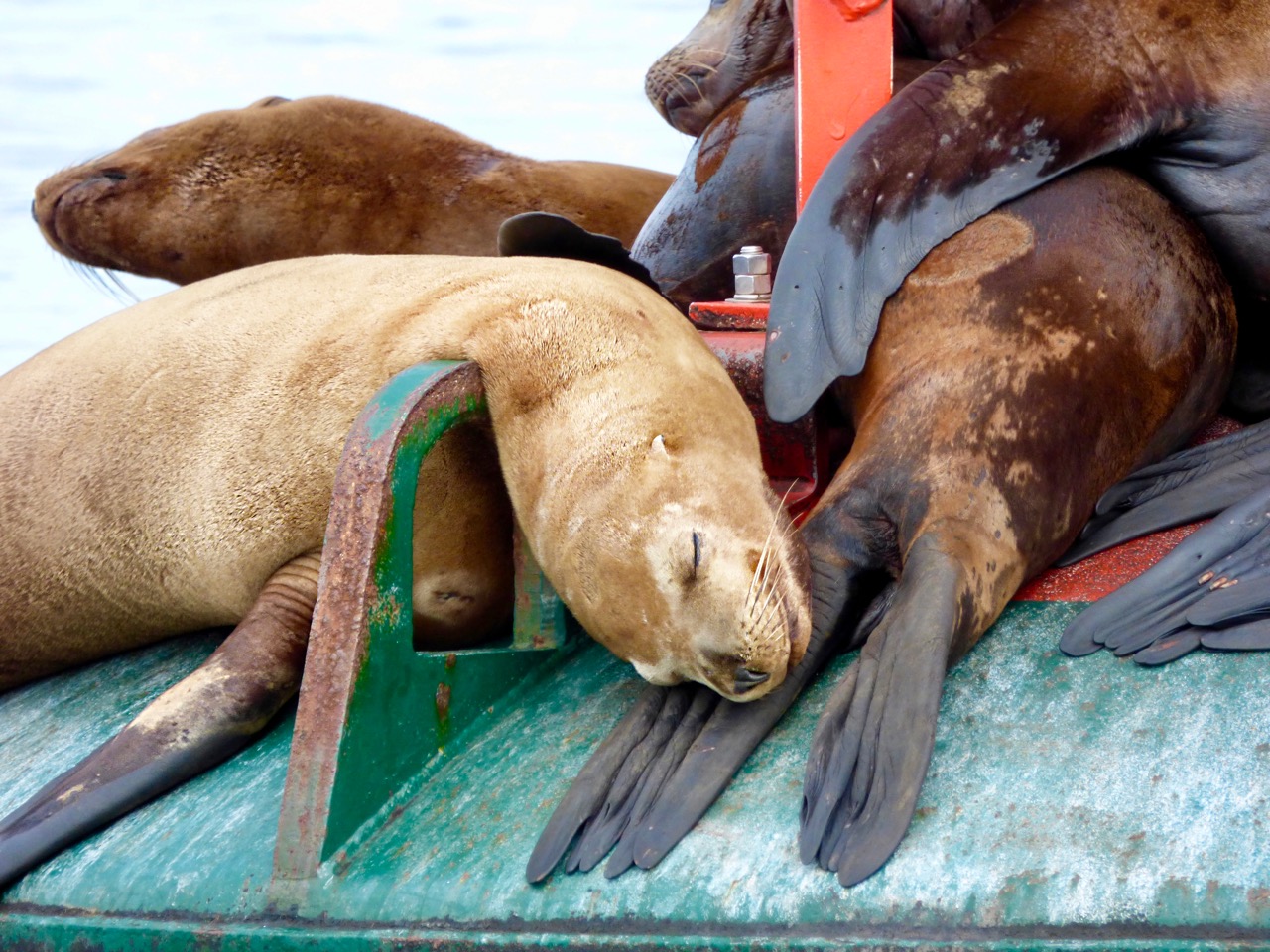 Sleeping sea lions.jpg