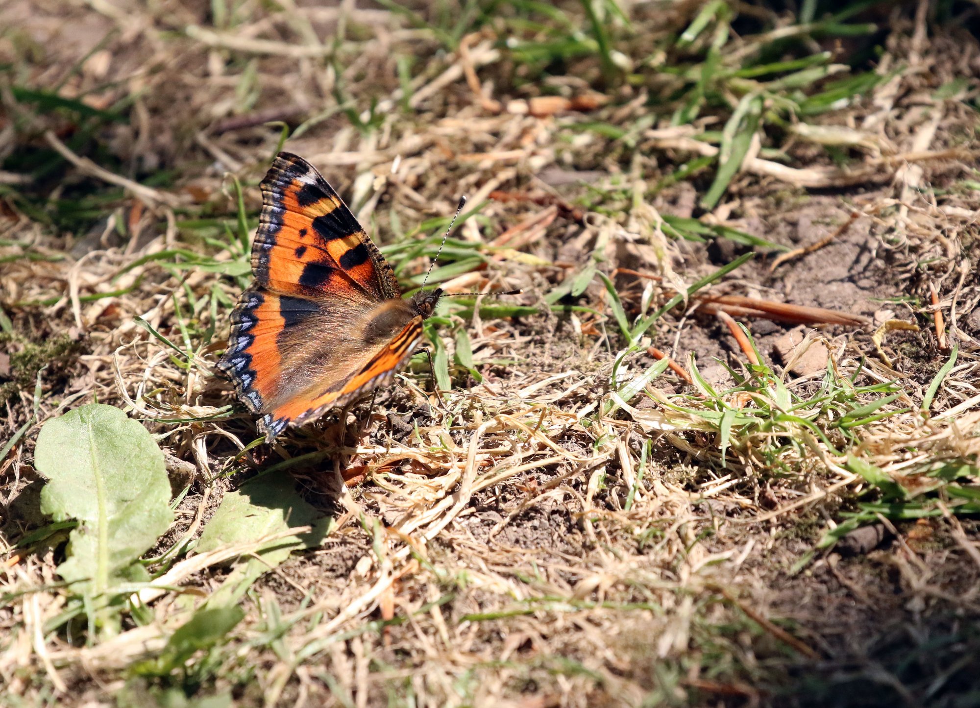 Small Tortoiseshell.jpg