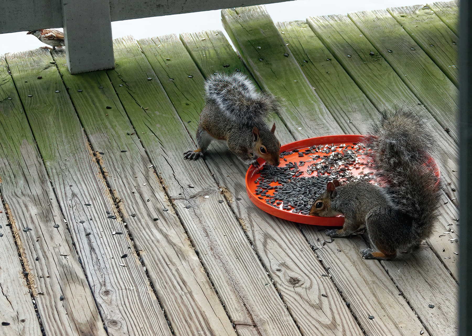 Smaug and Friend Sharing a Meal Together.jpeg