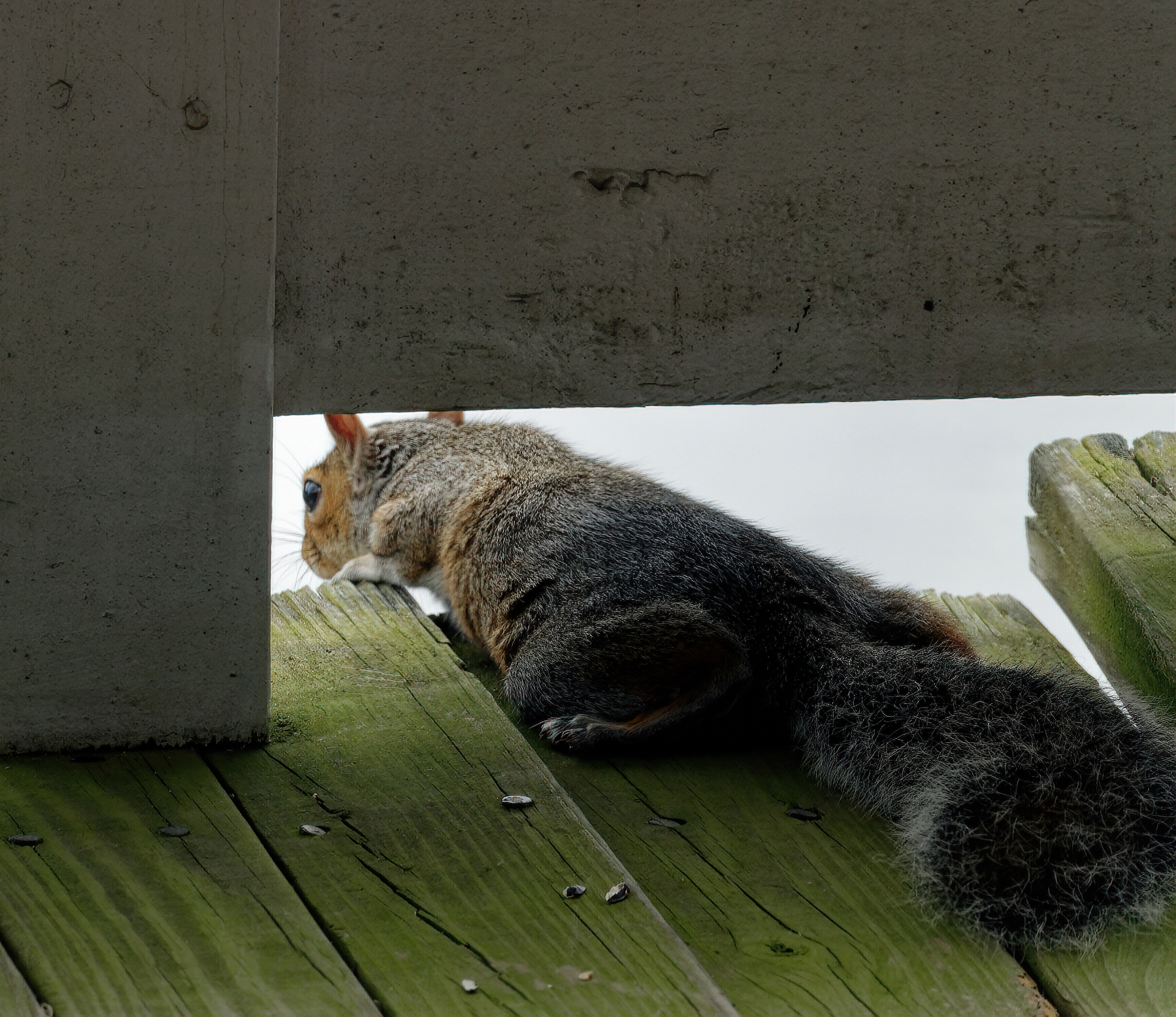 Smaug Gazing at the Lake.jpeg