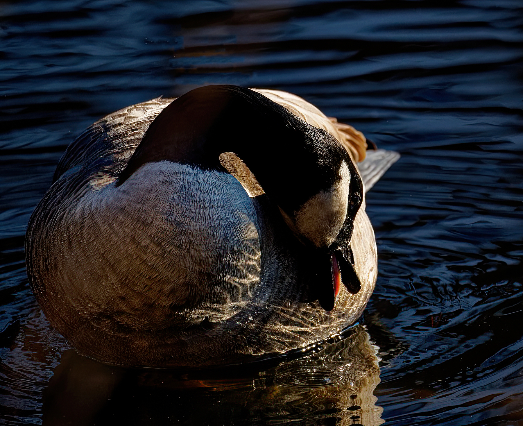 Smoothing the Feathers.jpeg