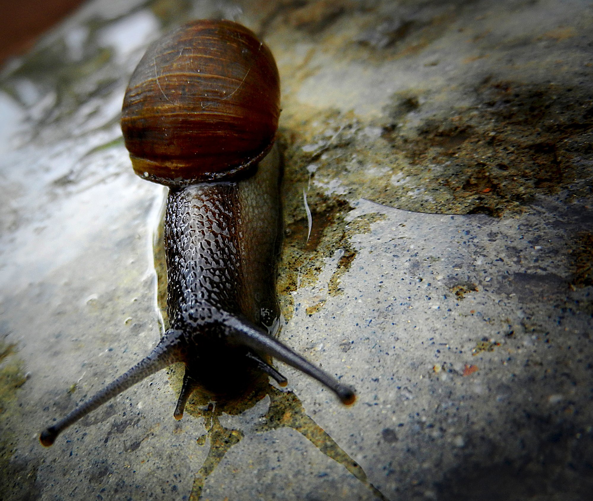 snail on wet crop.jpg