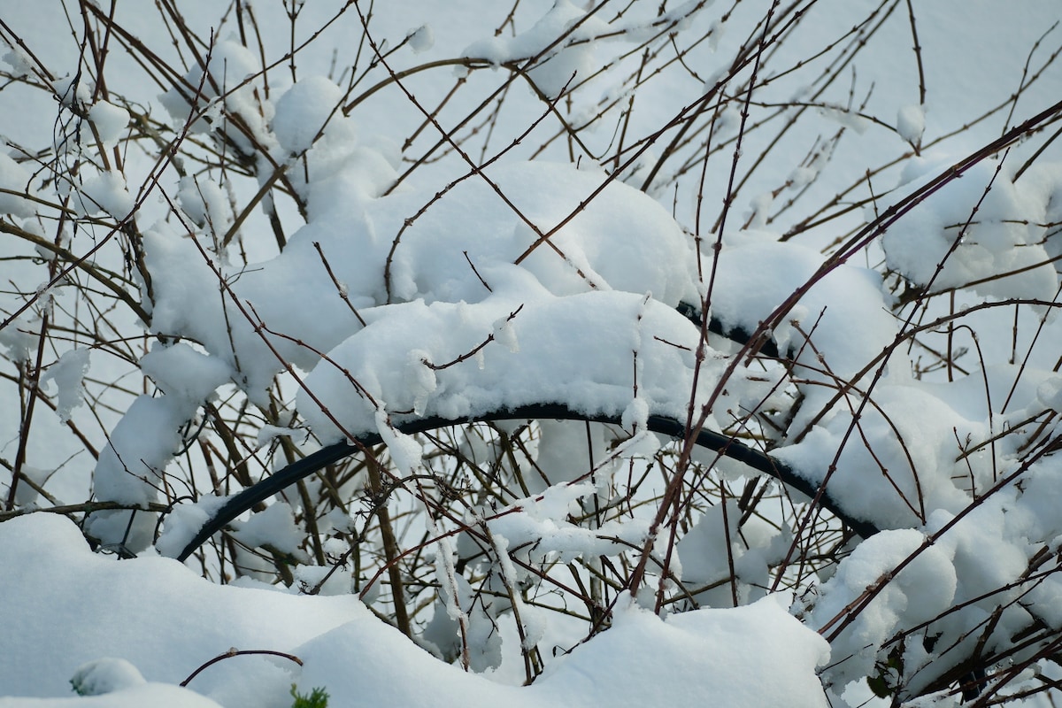 Snow arch:branches.jpeg