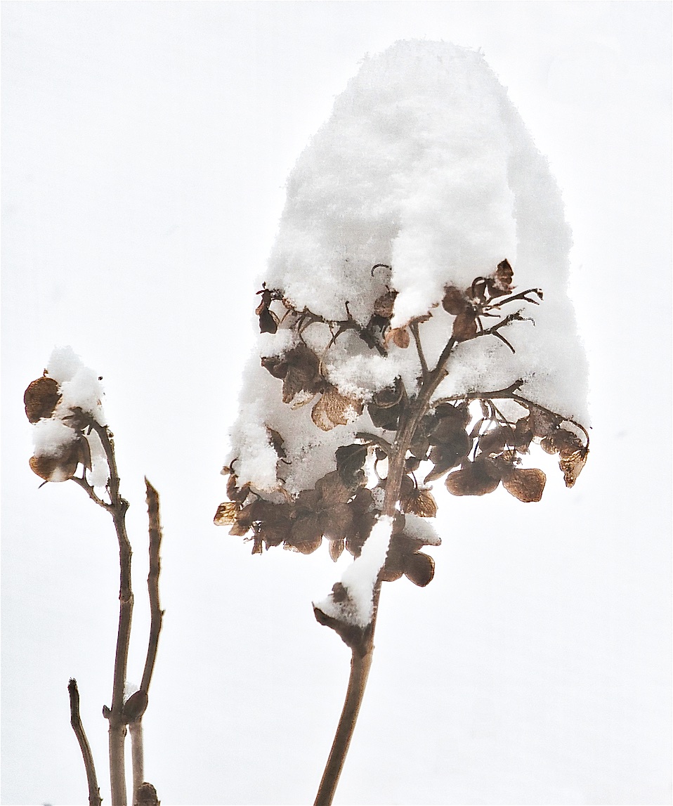 Snow Flower 2 (2).jpg