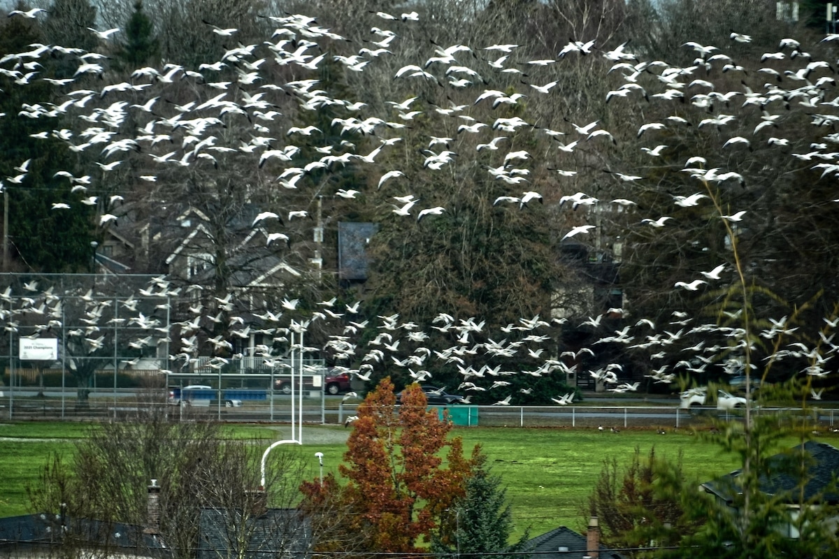 Snow geese (1).jpeg