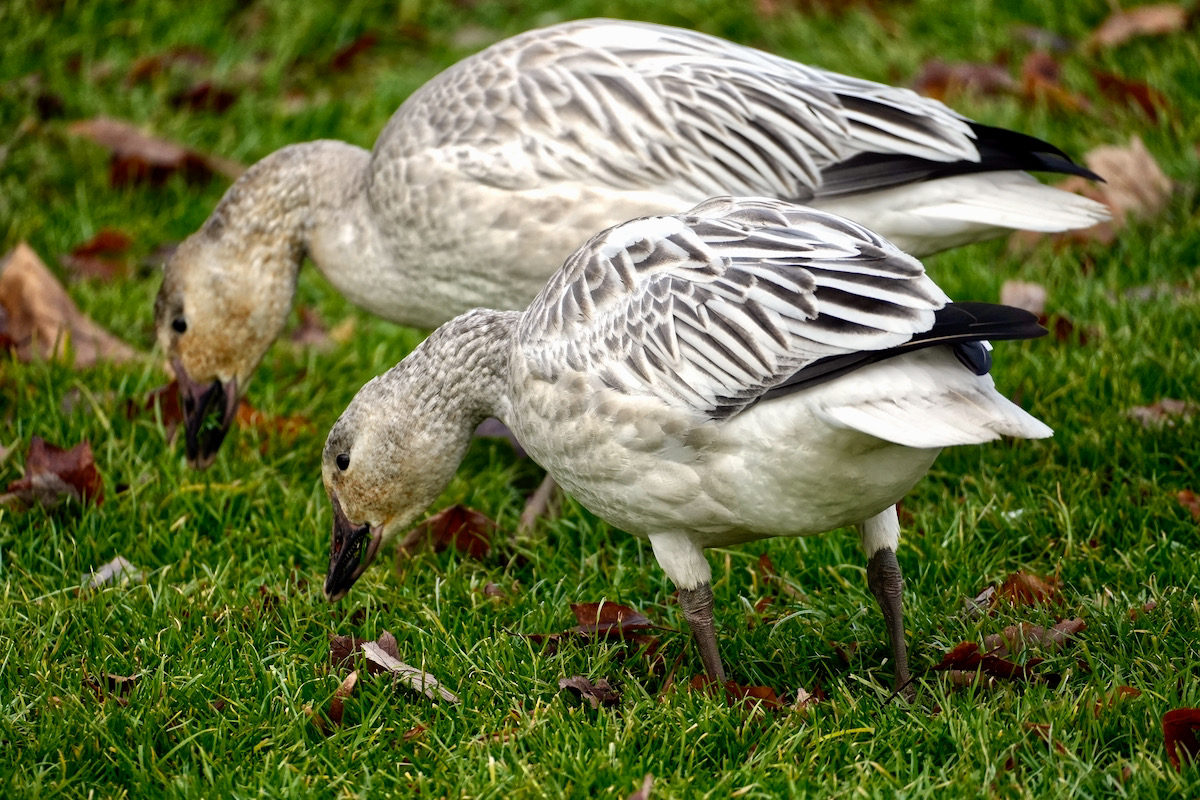 Snow geese, double.jpeg