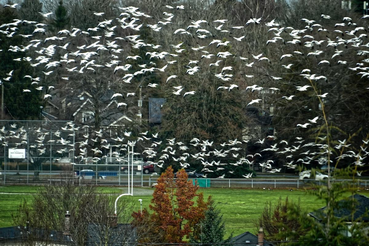 Snow geese.jpeg