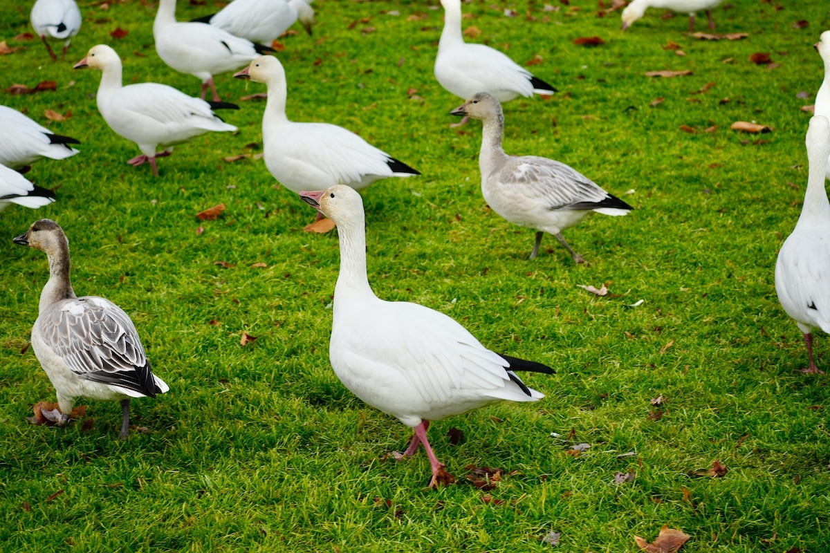 Snow geese- let's go!.jpeg