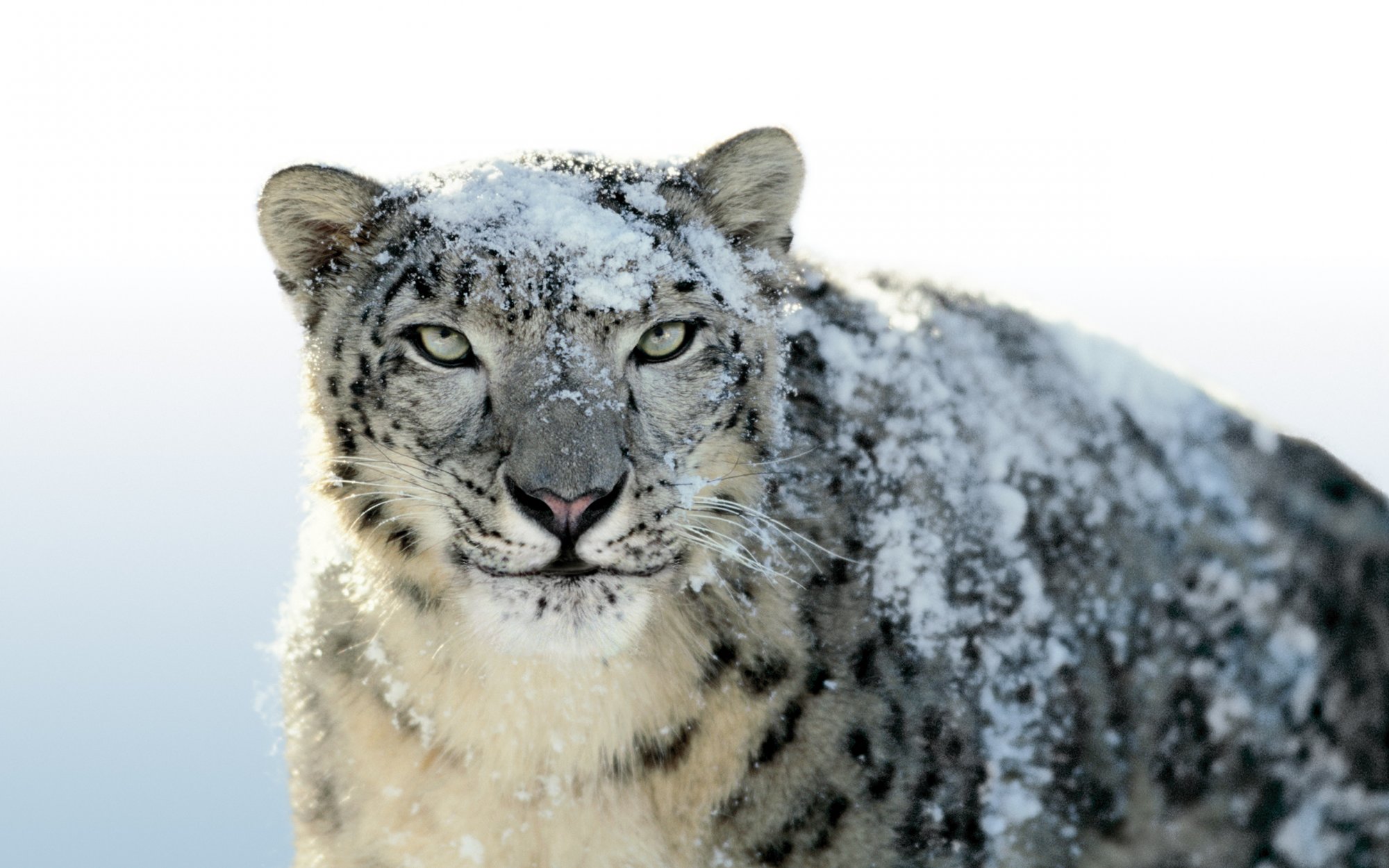 Snow Leopard.jpg