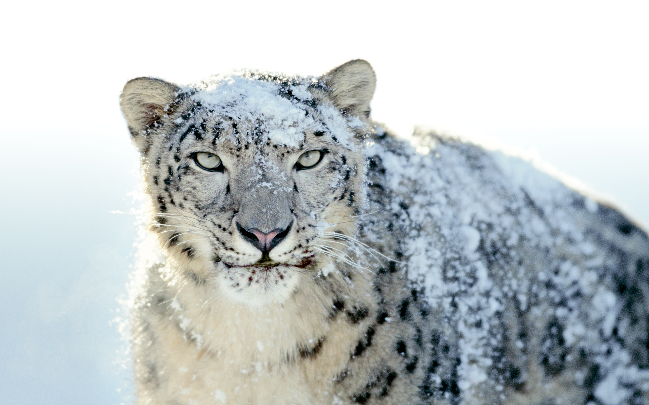 Snow Leopard.jpg