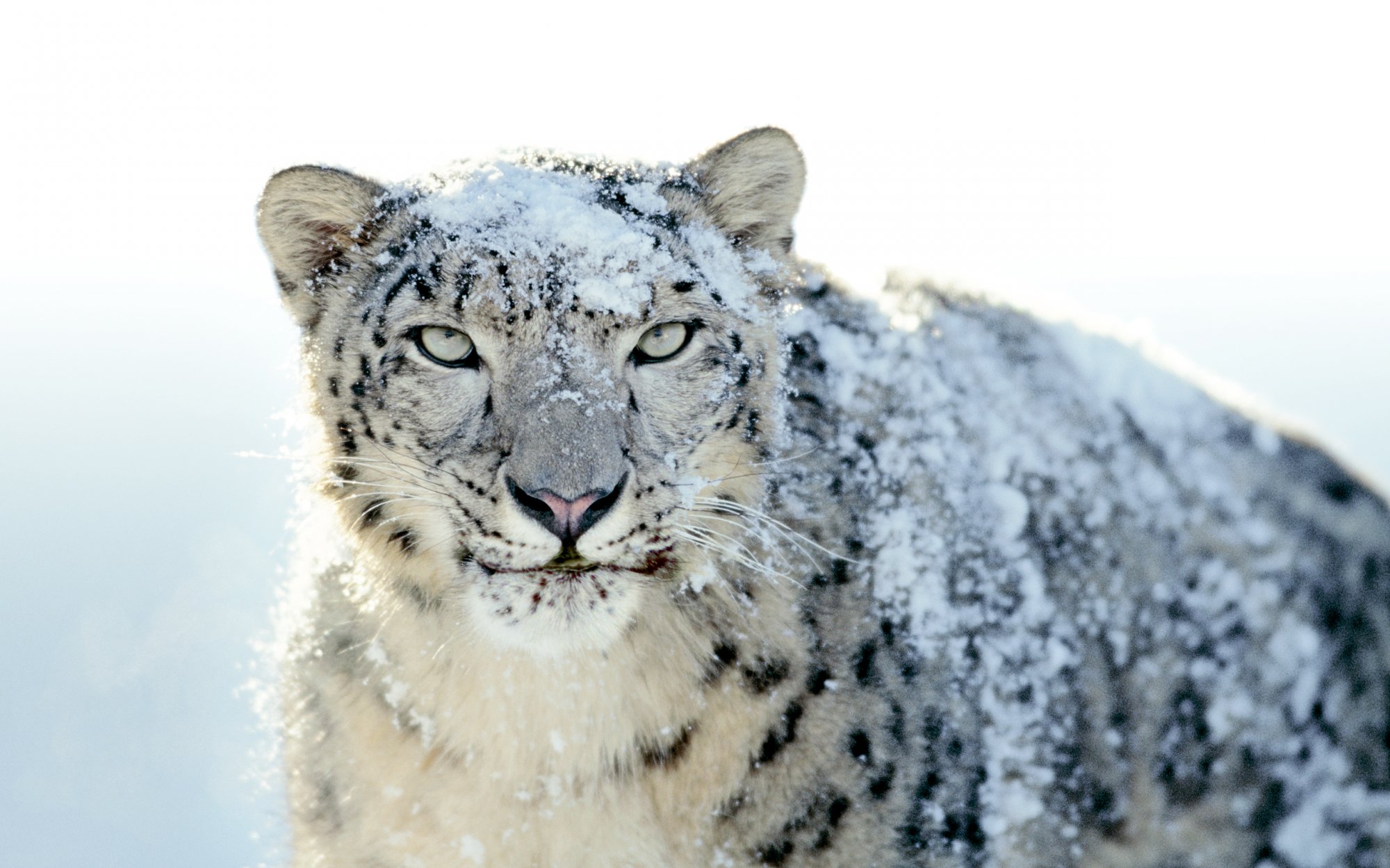 Snow Leopard Unedited.jpg