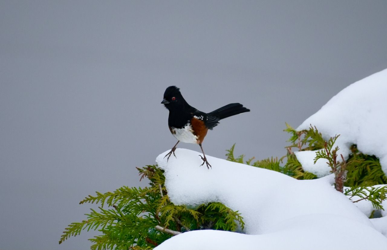 Snow-SpottedTowee.jpeg