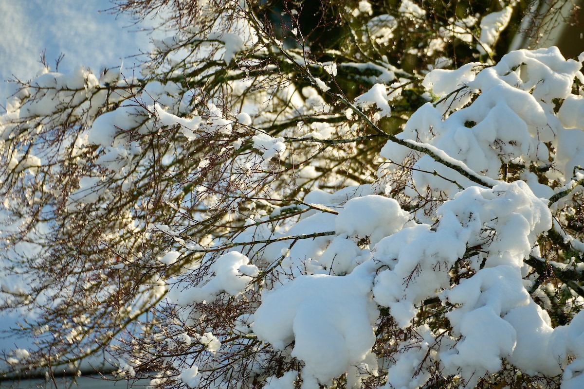 Snow tree branches.jpeg