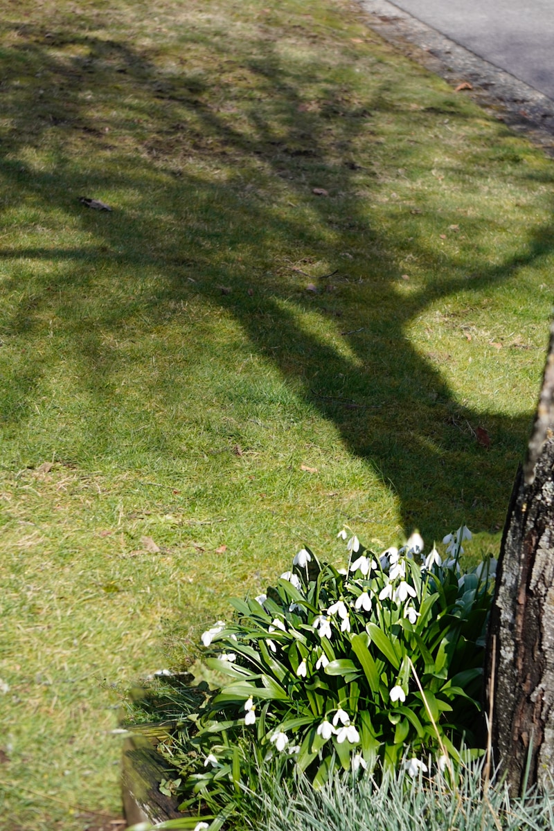 snowdrops shadow (1).jpeg