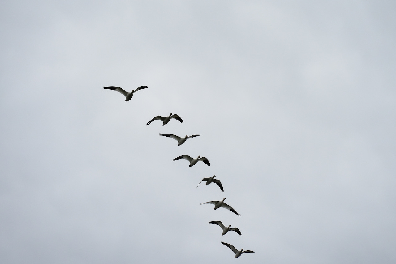 SnowGeese flock.jpeg