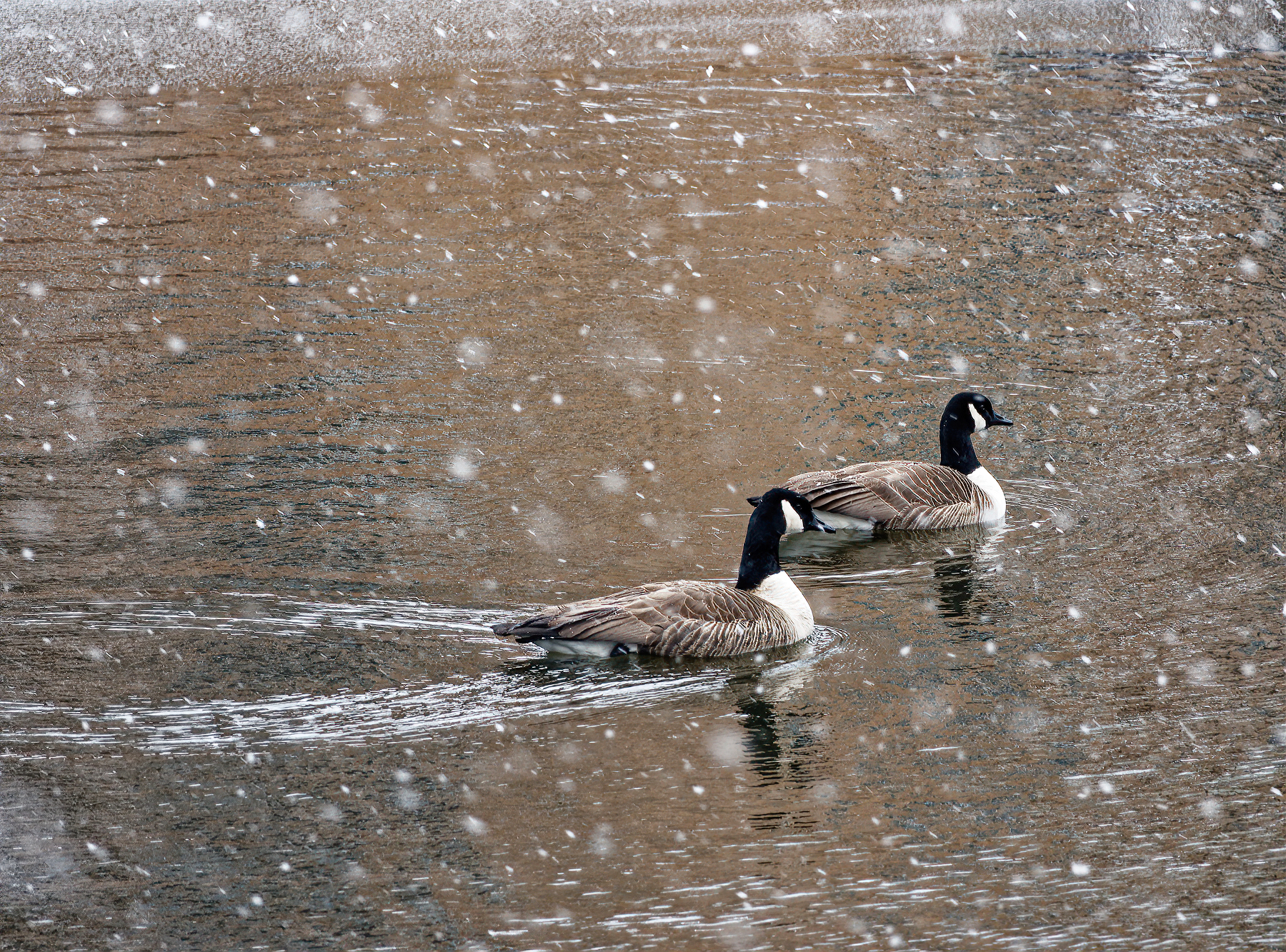 Snowing on the Geese.jpeg