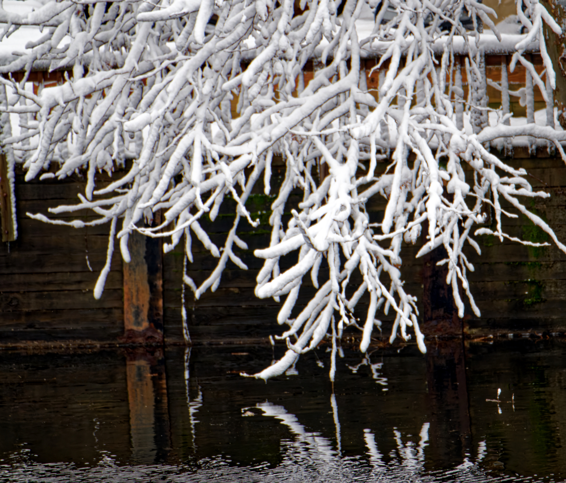 Snowy Reflections.jpeg