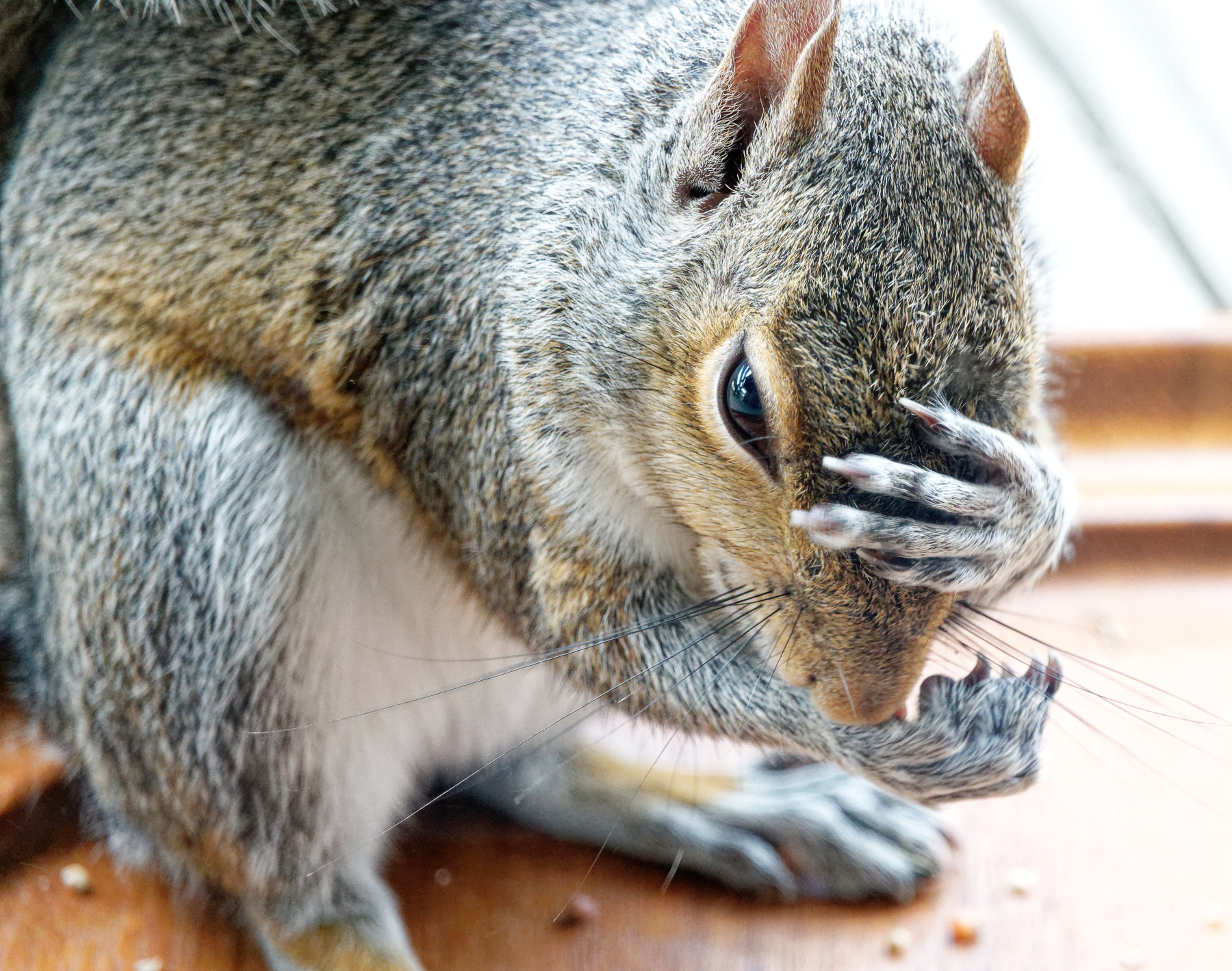 So Much Food to Grab, Can I Get It All Before She Sees Me?.jpeg