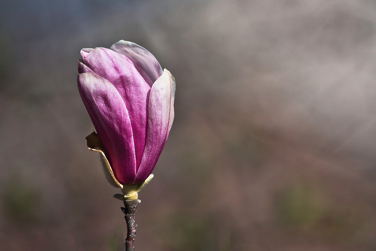 Soft Pinkness Emerging into Bloom.jpg