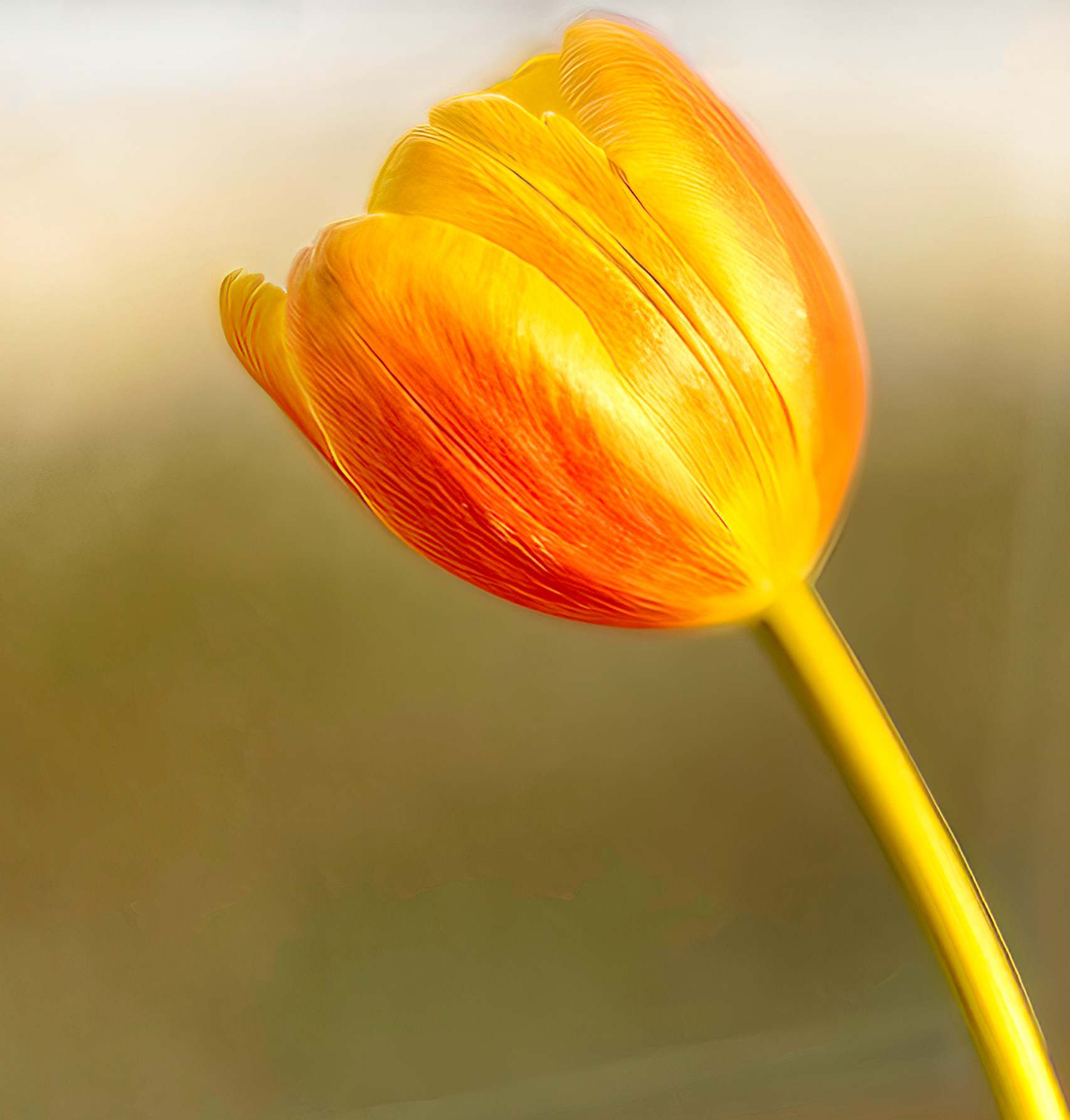 Softly Glowing Tulip.jpeg