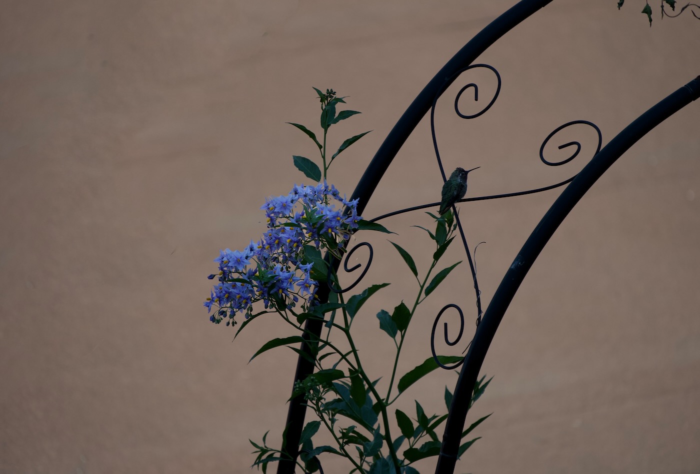 Solanum con Colibri_a.jpeg