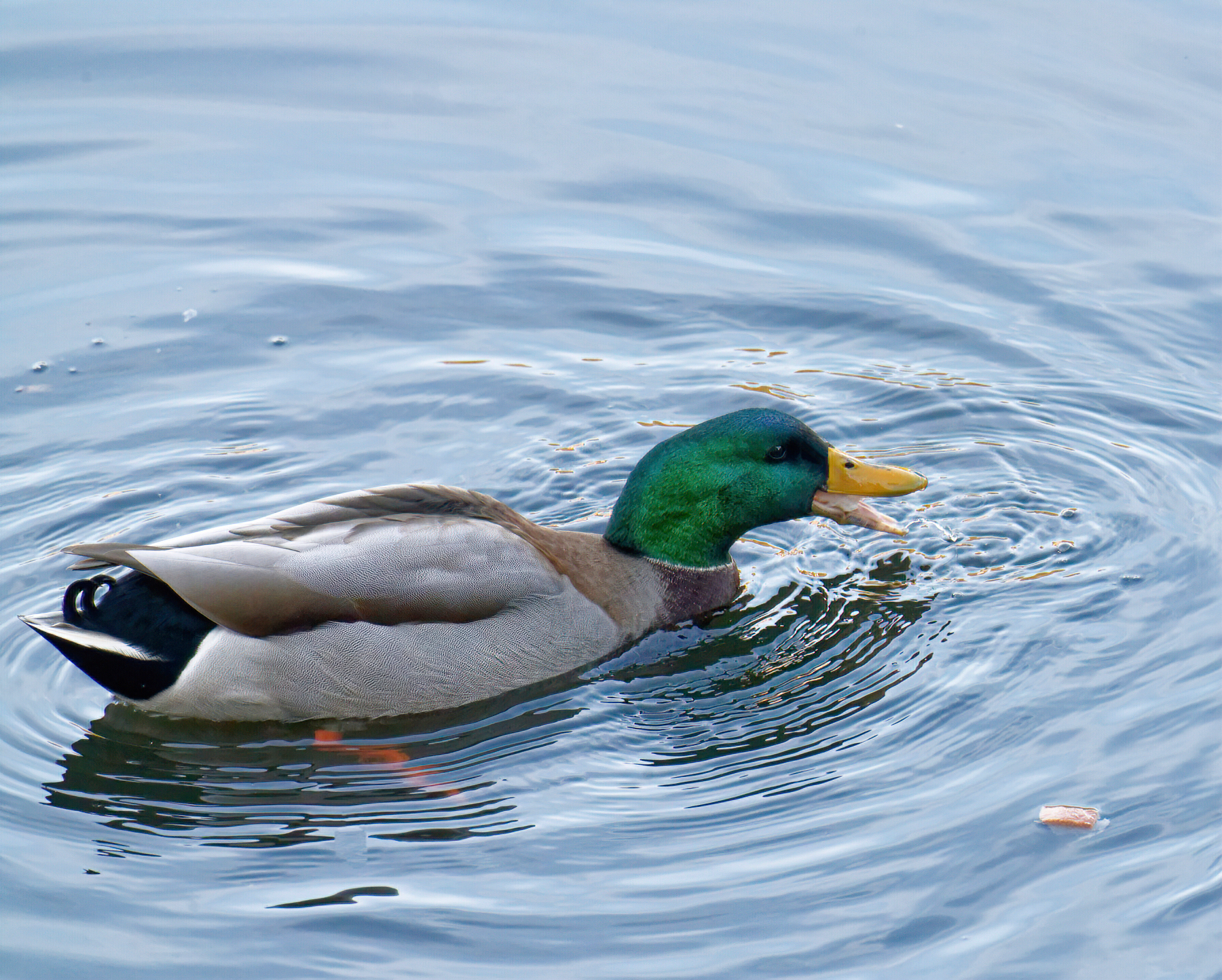 Somebody's Tossed Treats into the Water.jpeg