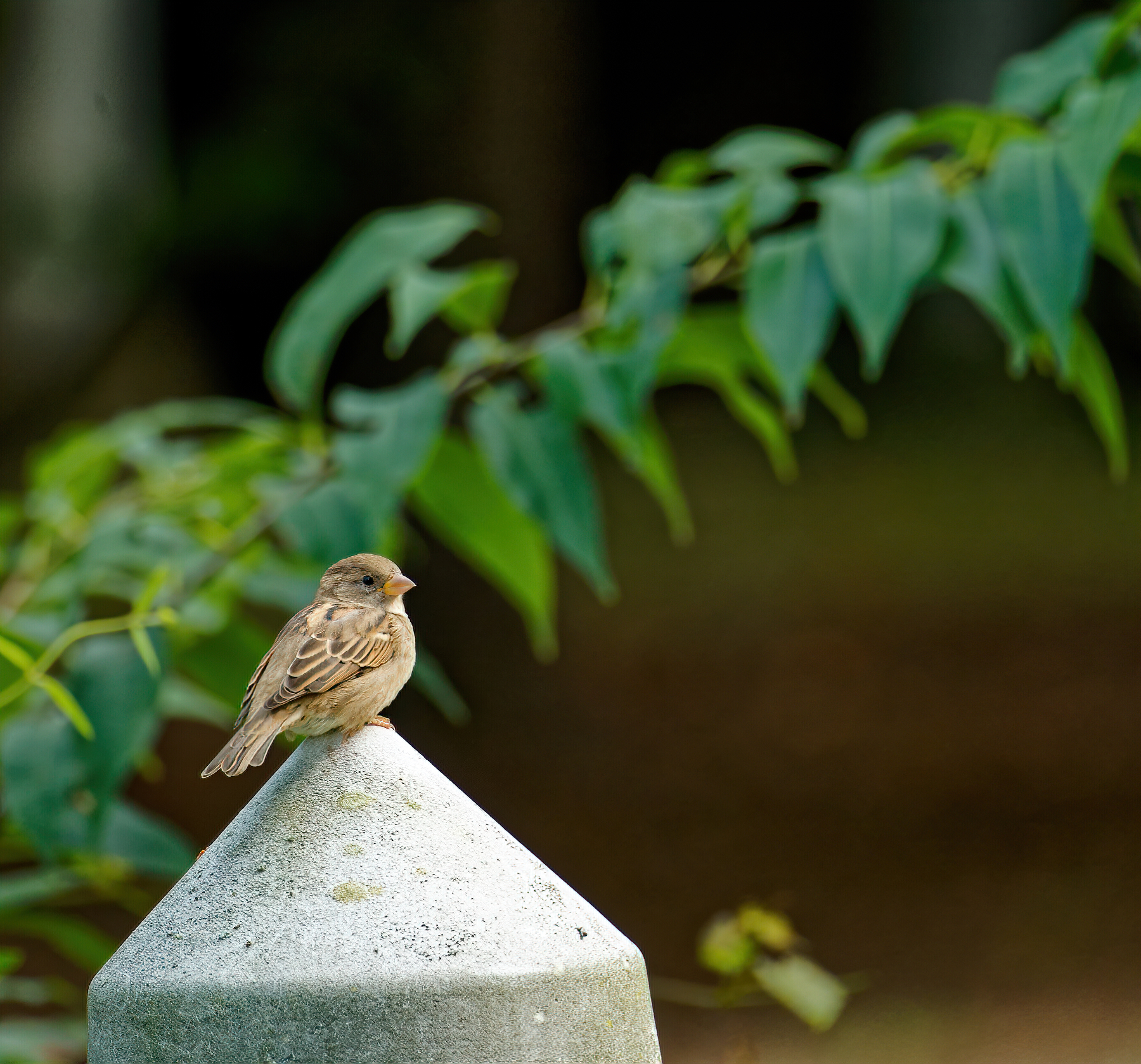 Sparrow on a Post.jpeg