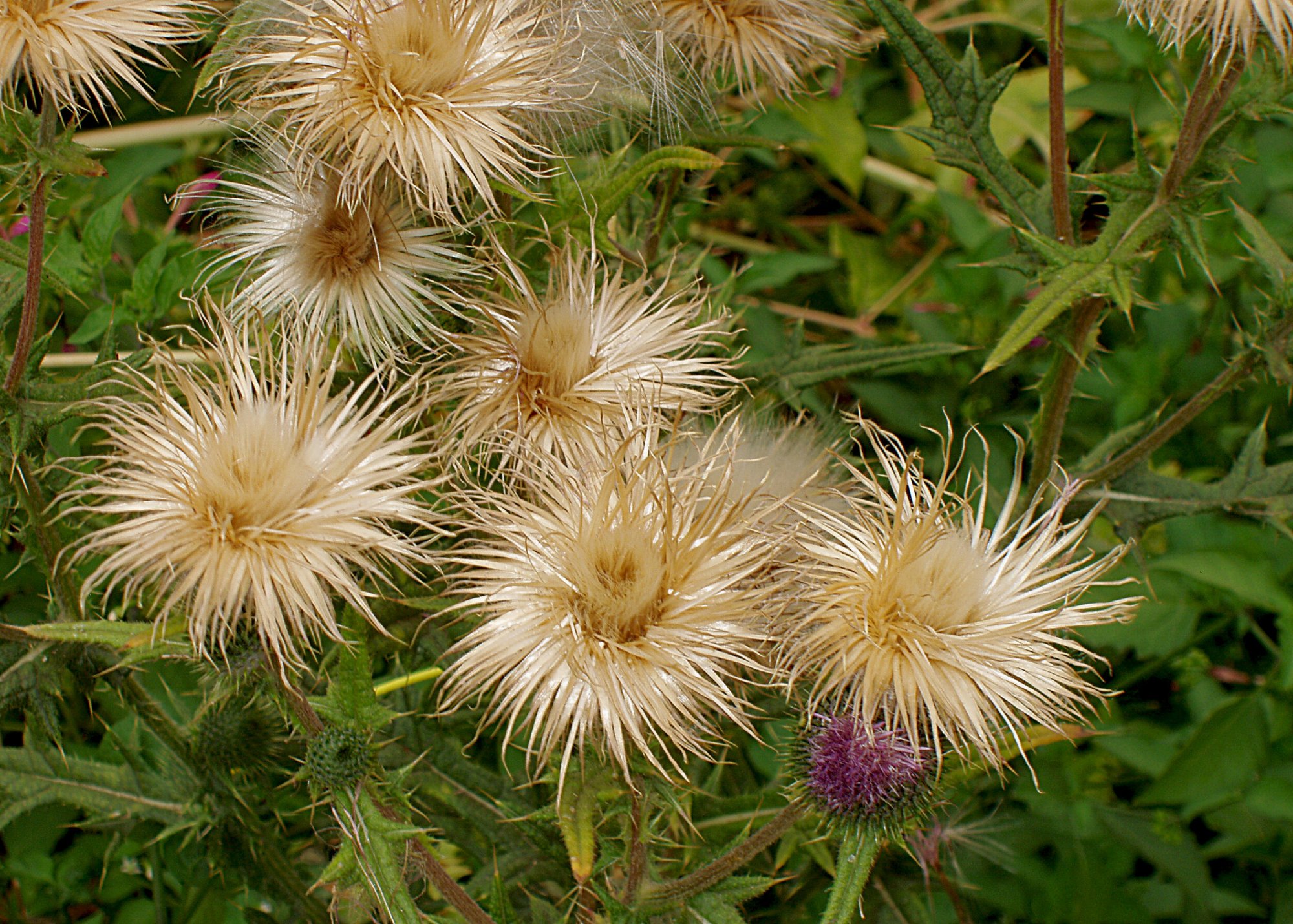 spent thistle flowers c5000.jpg