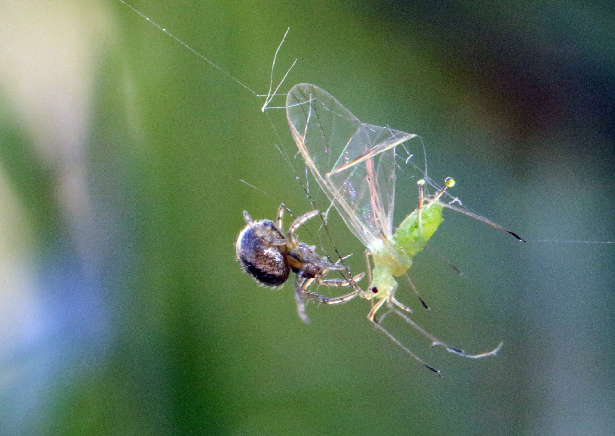 Spider lunch greenfly.jpg