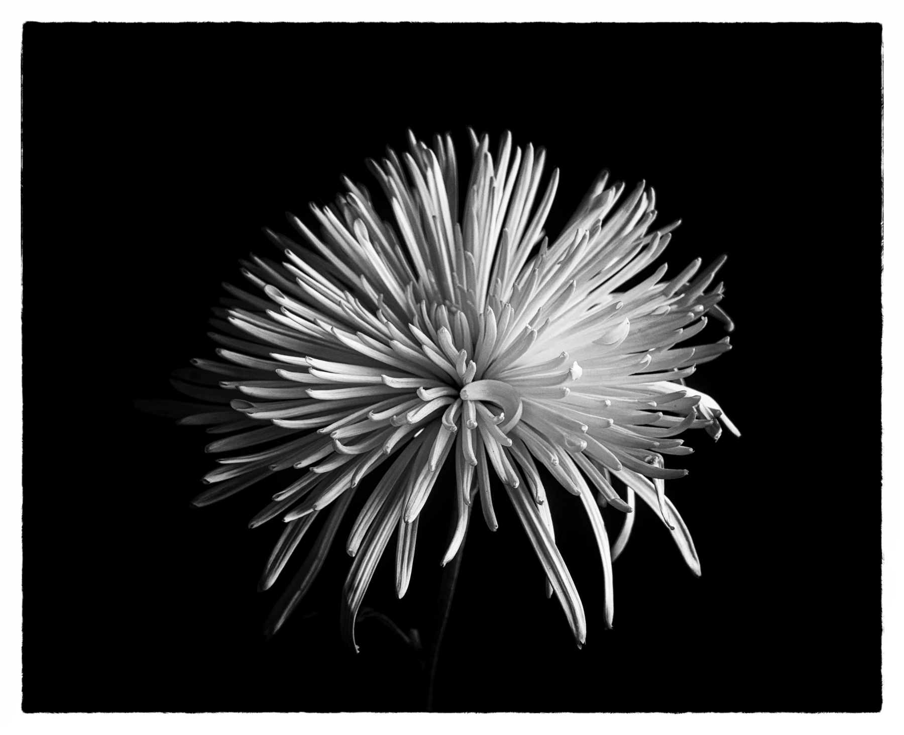 Spiky (B&W).jpeg