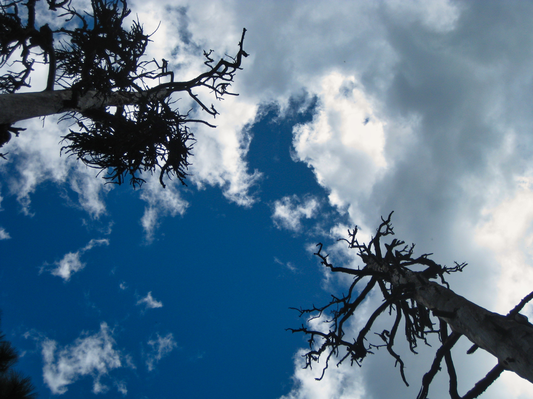 spokane_sky_w_dead_pines.jpeg