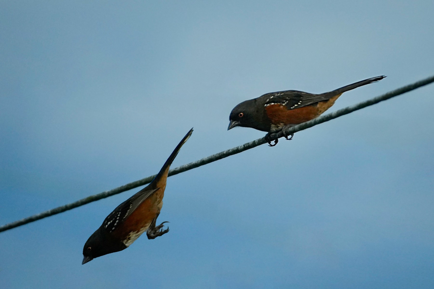 Spotted Towee flying down.jpeg