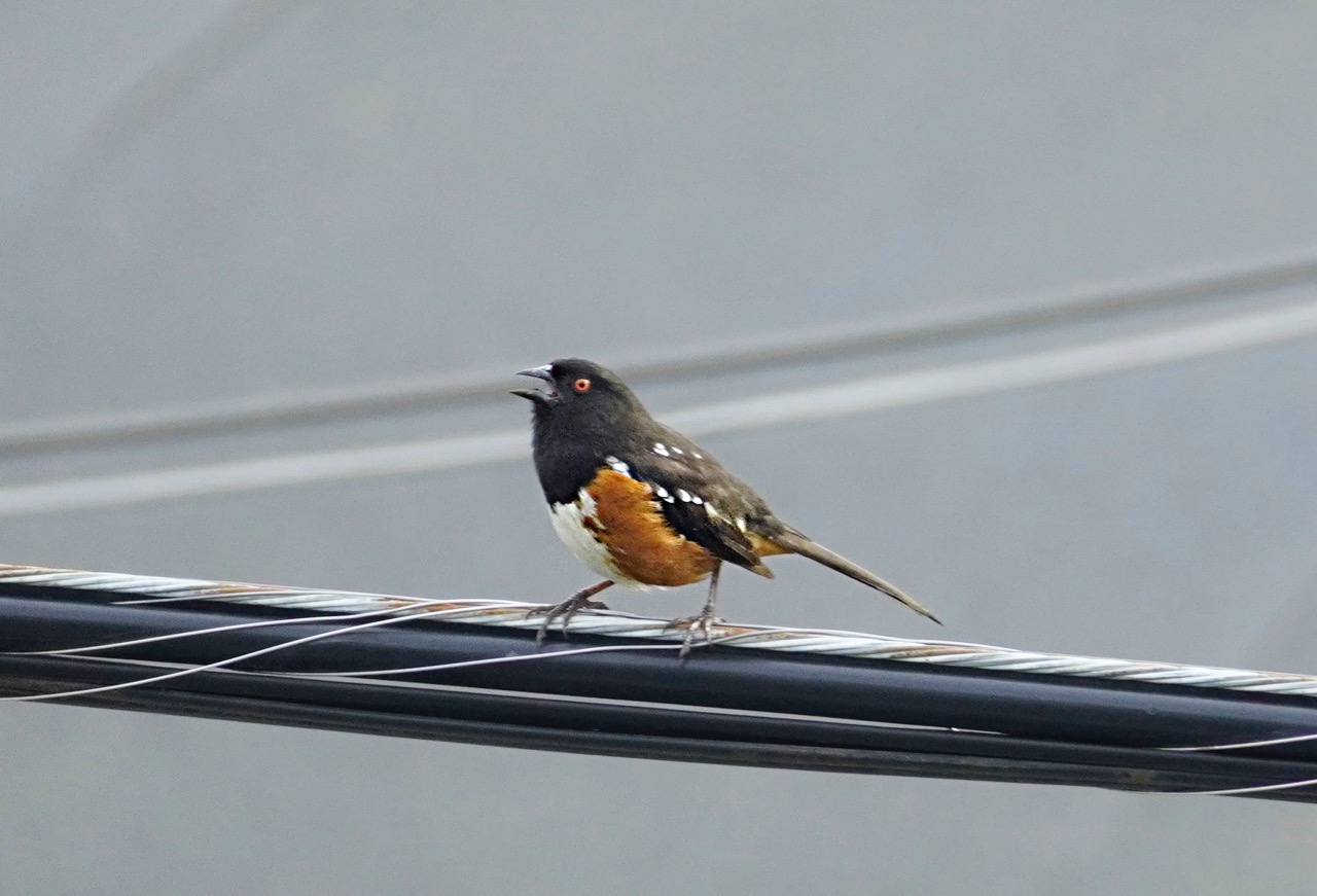 Spotted Towee.jpg