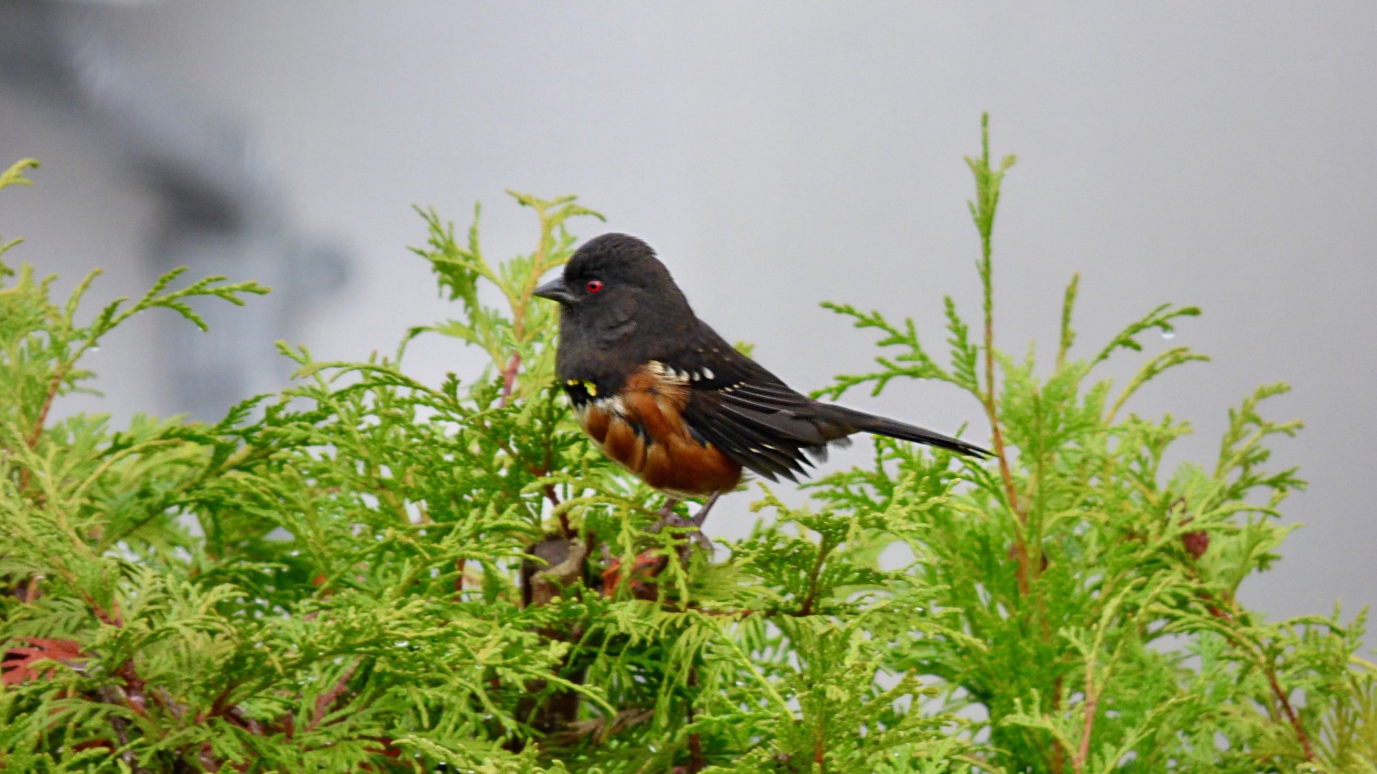 Spotted Towhee.jpeg