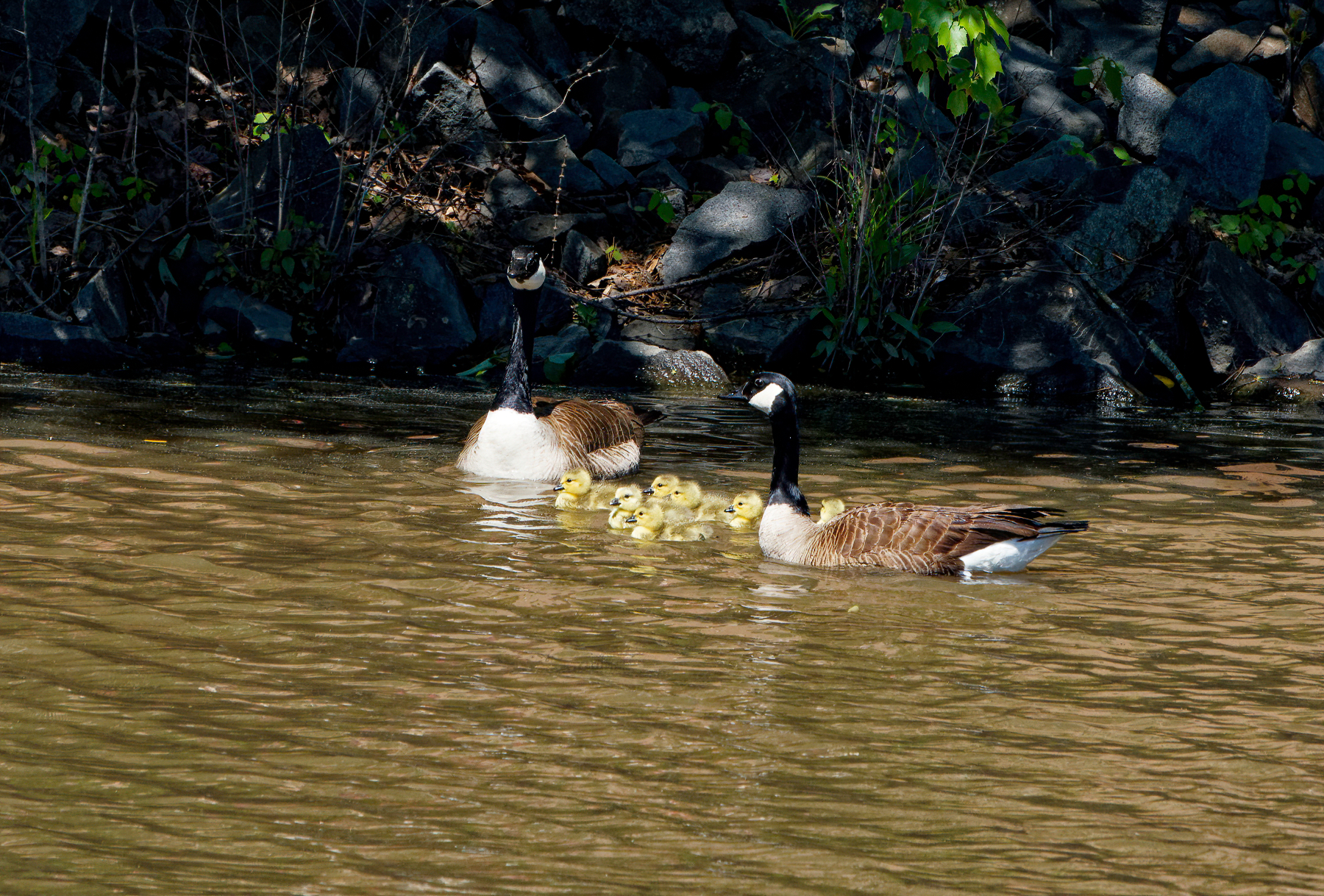 Spring Brings New Families to the Lake.jpeg