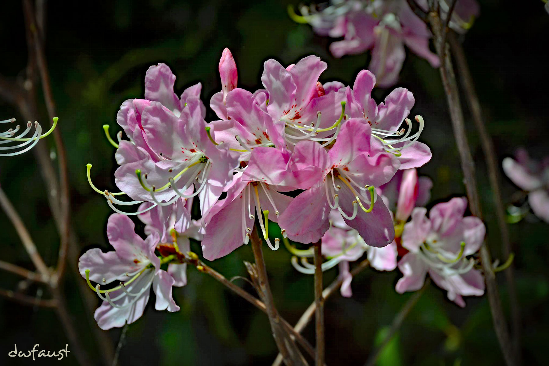 spring-flowers2.jpg