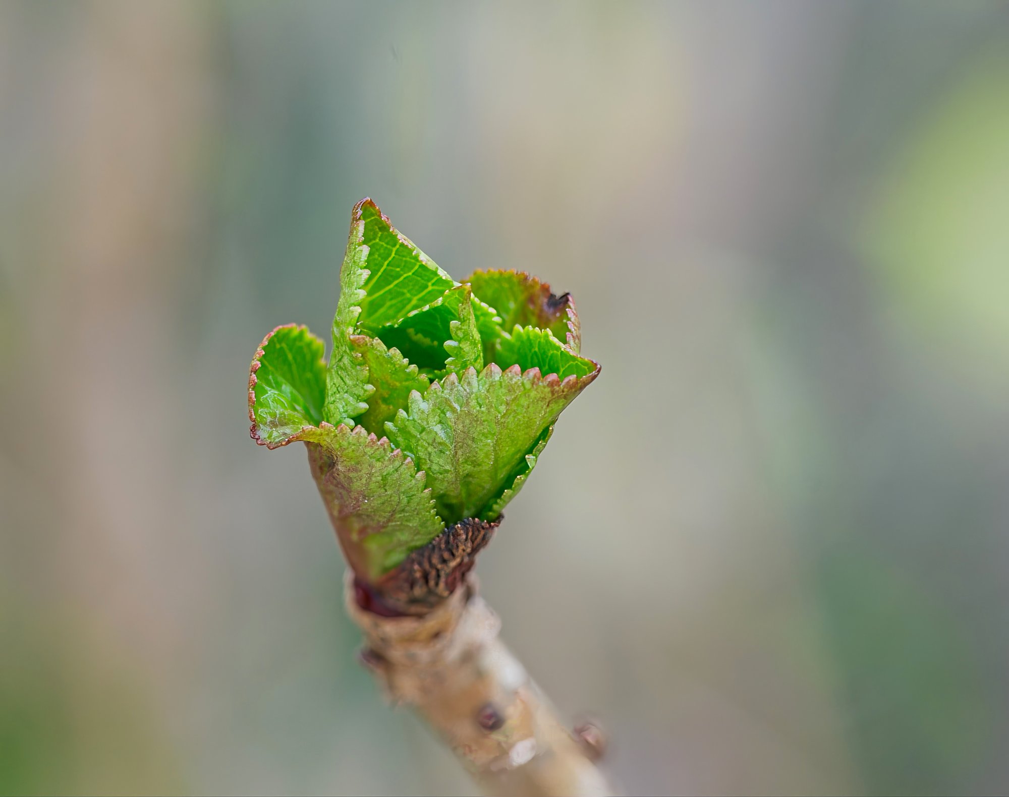 Spring Green.jpeg