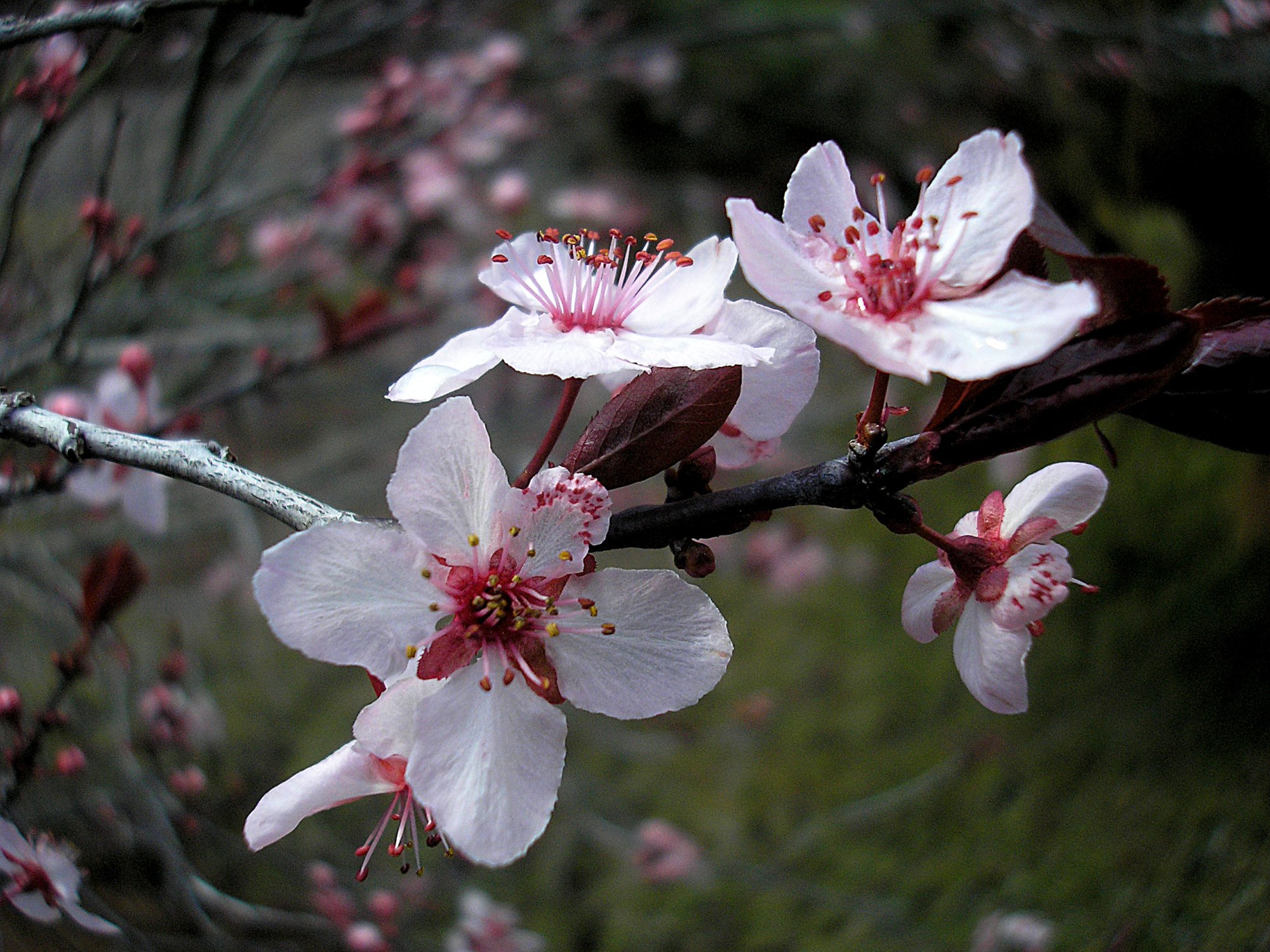 spring plum 1.jpg