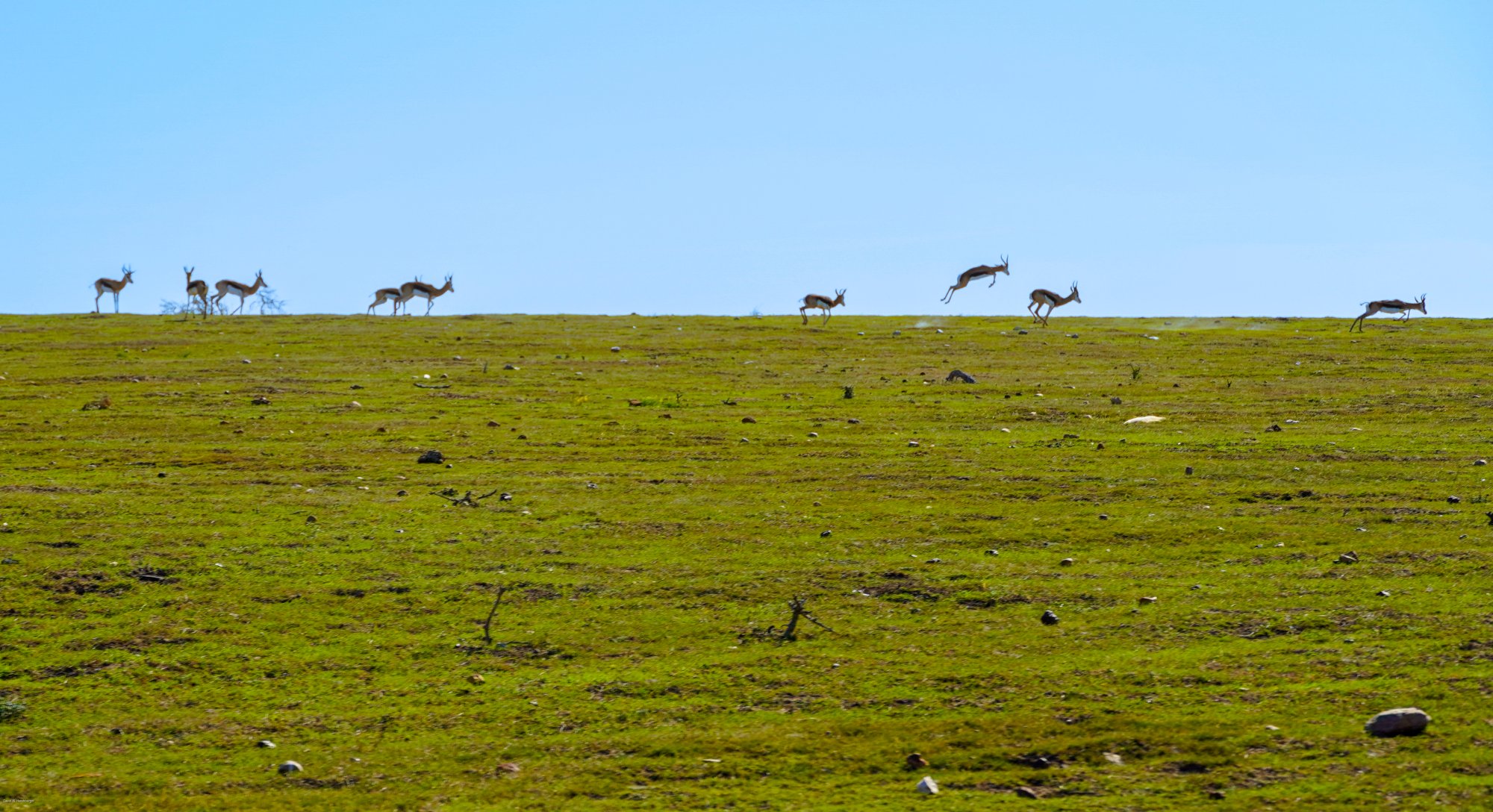 Springbok.jpg