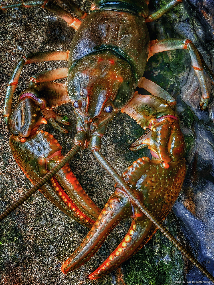 SpringCrayfishCloseUpTwo.jpg