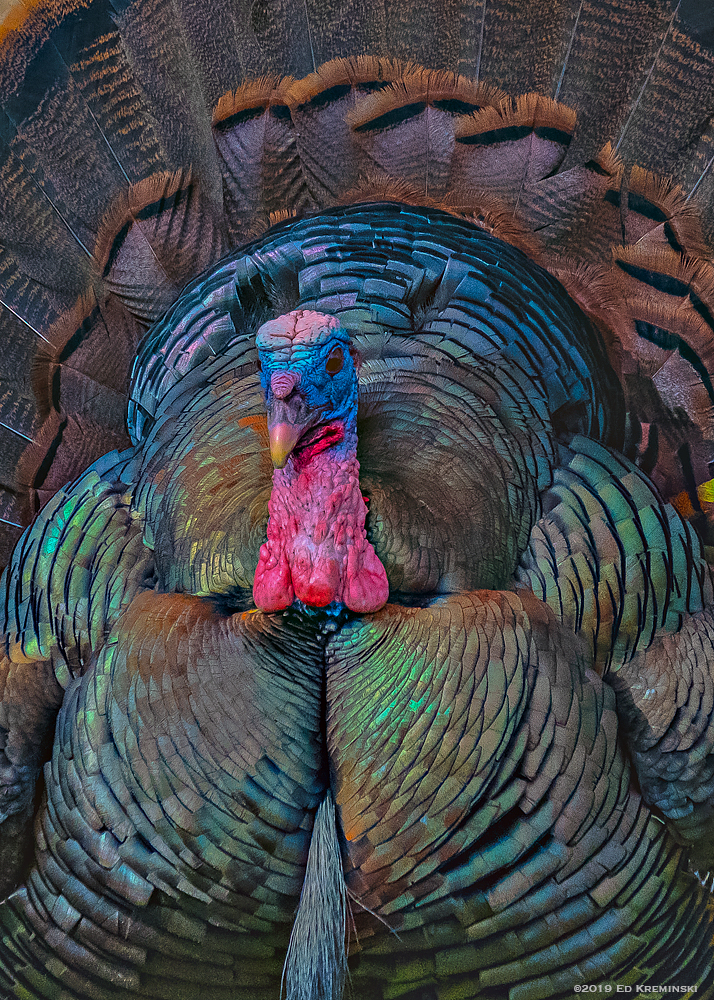 SpringMaleWildTurkeyPortrait.jpg