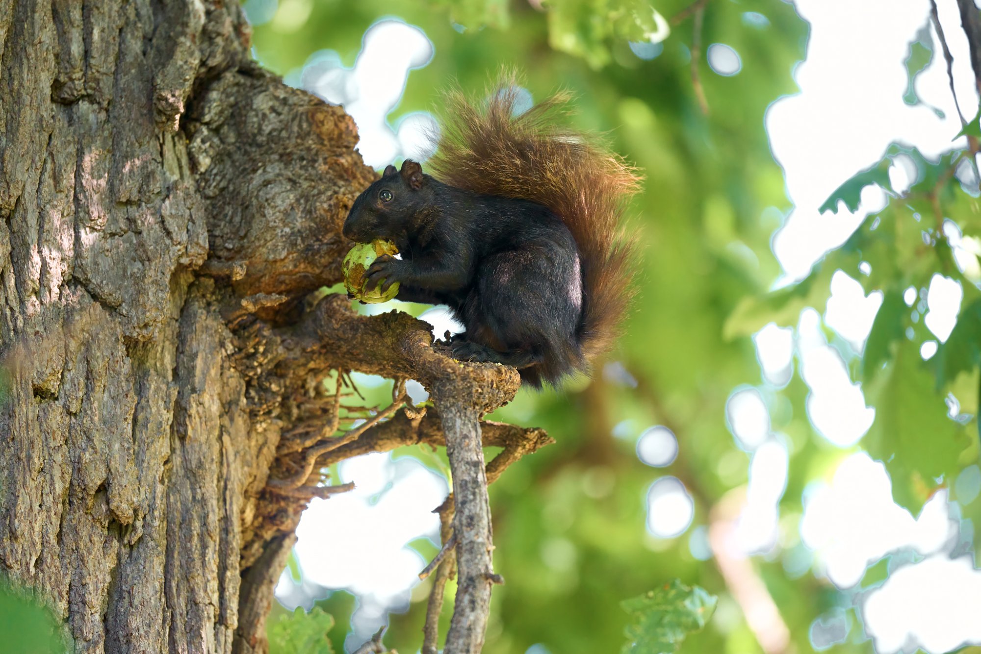 squirrel-0270-24-08-09.jpg