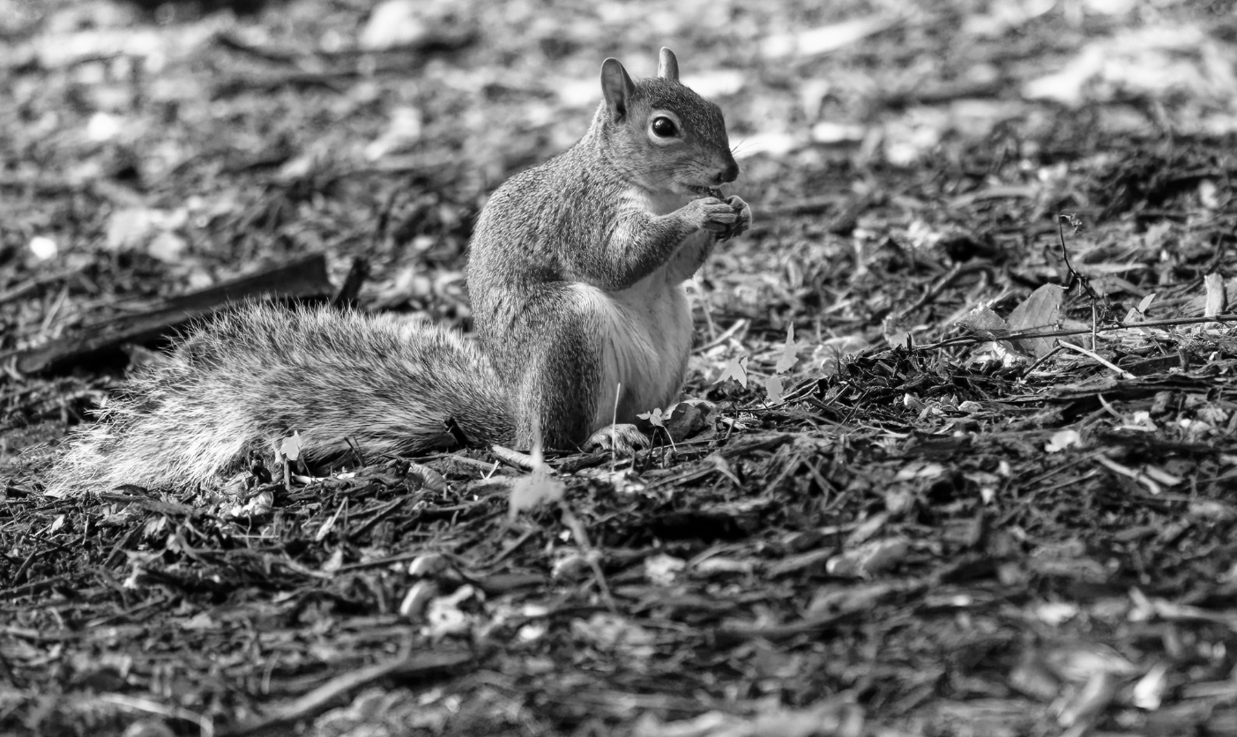 Squirrel Enjoying an Afternoon Snack.jpeg