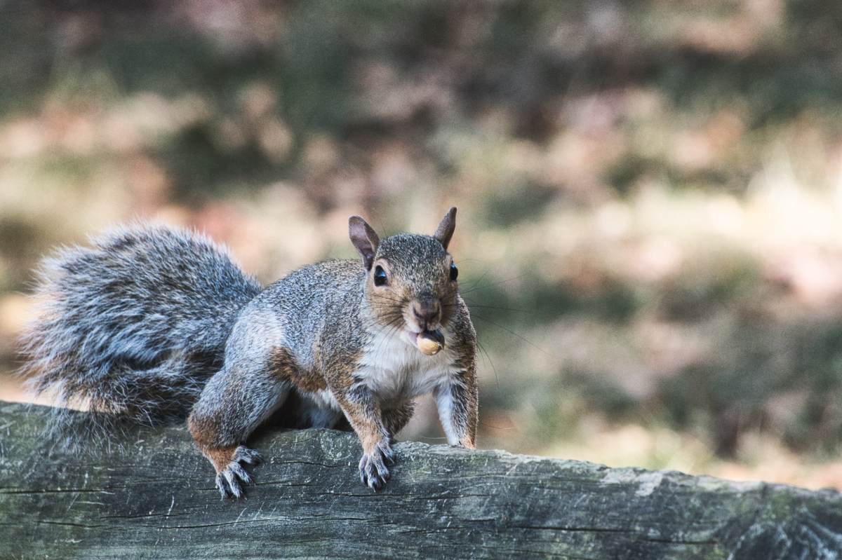 Squirrel on the Bench.jpeg