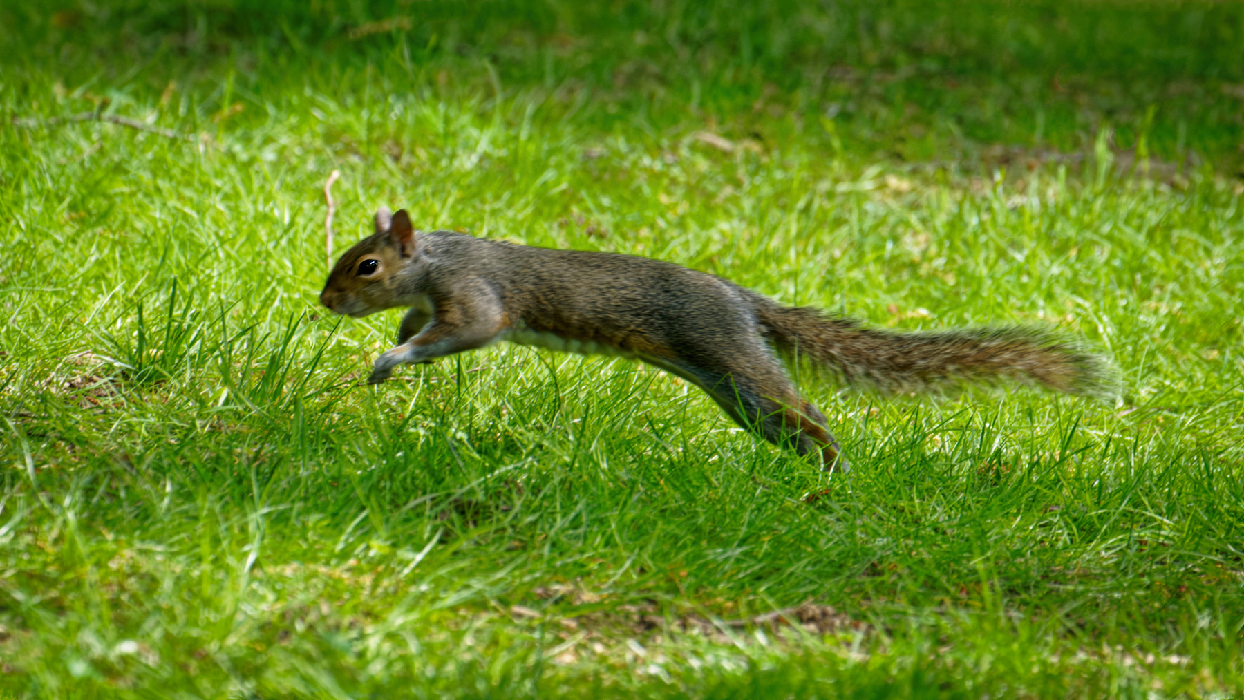 Squirrel on the Move.jpeg