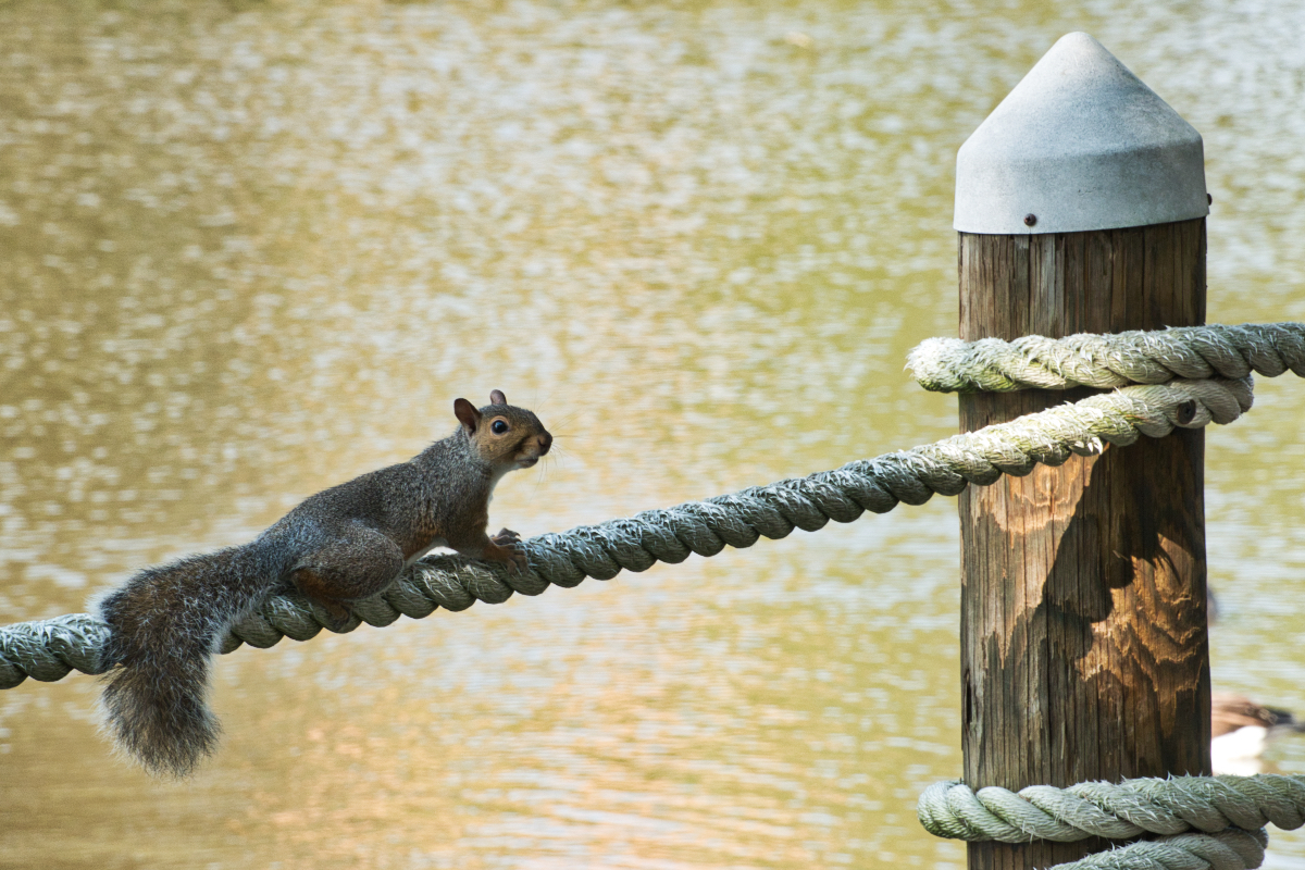 Squirrel on the Ropes.jpeg