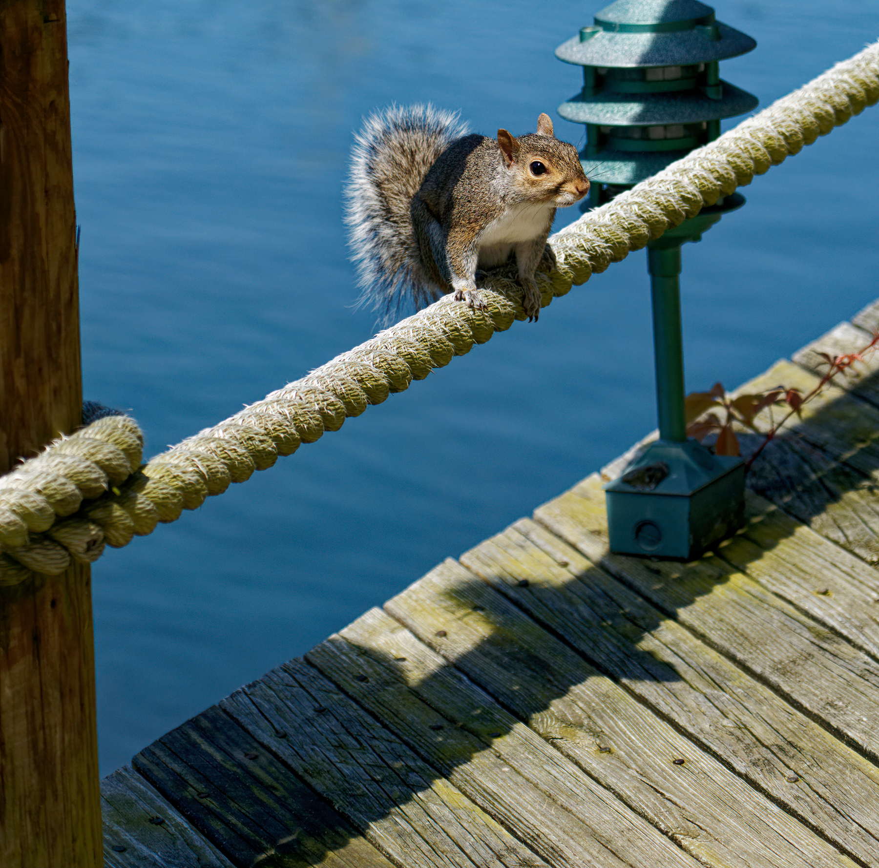 Squirrel on the Ropes on the Boardwalk.jpeg