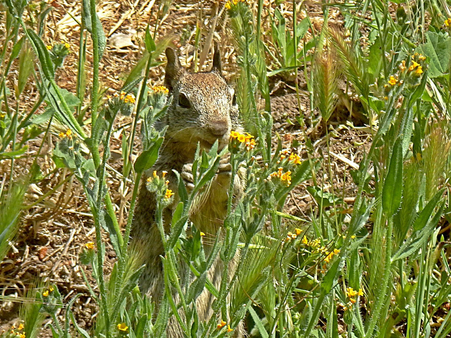 squirrel situp eat flowers x.jpg