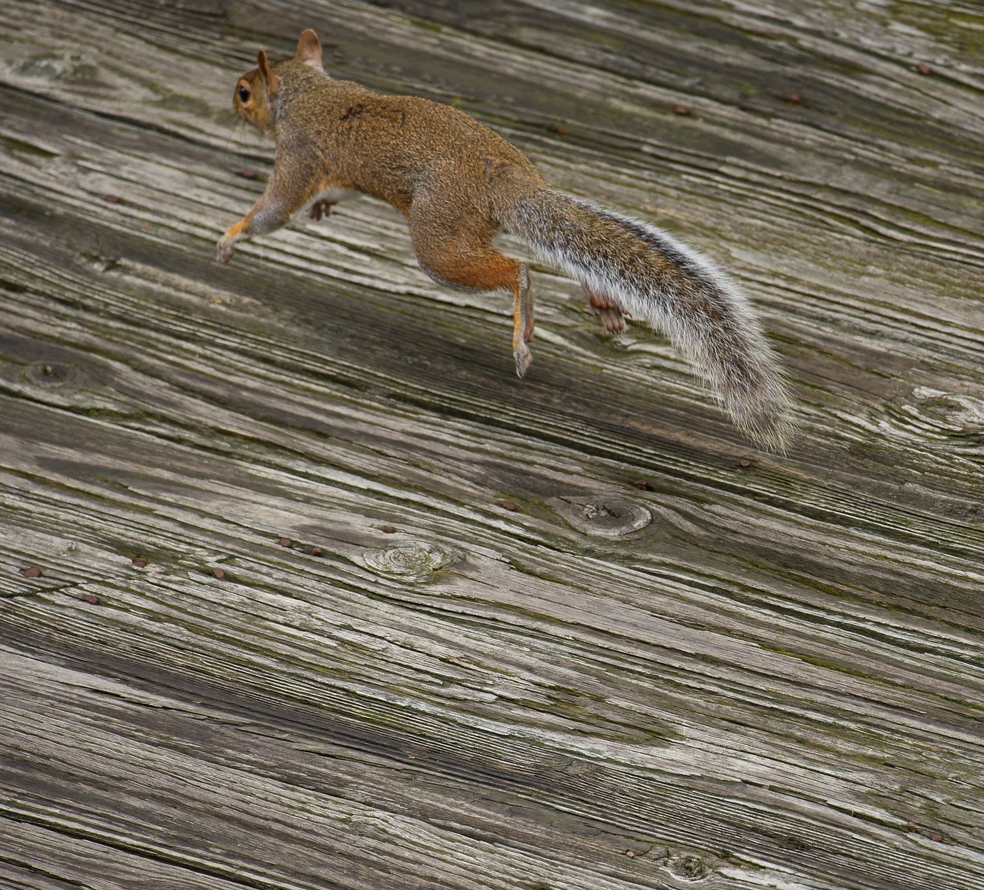 Squirrel Takes a Leap.jpeg